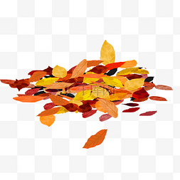 秋天落叶堆