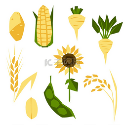 大米玉米图片_一套农作物。