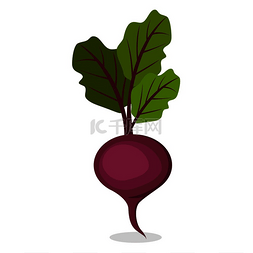 健康有机蔬菜图片_来自农场的美味有机甜紫色甜菜，