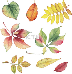 卡通装饰红色树叶图片_向量集的色彩鲜艳的秋叶。装饰葡