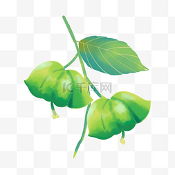 绿色印图片_绿色印加果植物