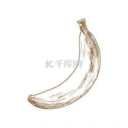 香蕉热带水果素描病媒分离的有机