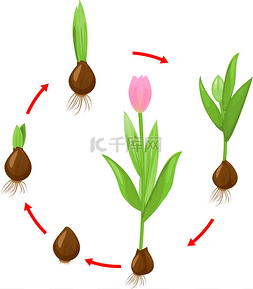 郁金香植物的生命周期。从球茎到