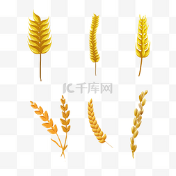 金色小麦麦子组合