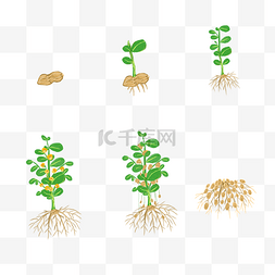 材料培育图片_花生播种培育流程图