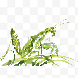 绿叶上的螳螂水墨