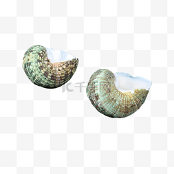 静物贝类海岸海螺