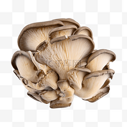 pleurotus ostreatus 拉蘑菇 野生蘑菇