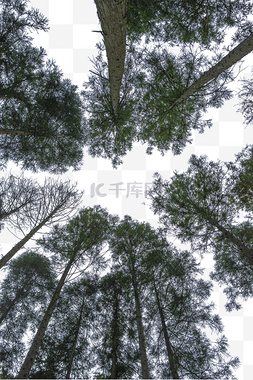 大树树干图片_树林大树植物山里