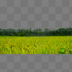 自然风景稻田