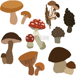 不同的向量蘑菇