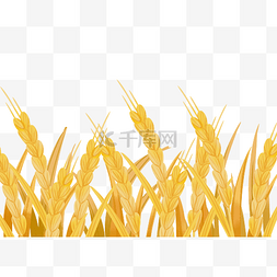 黄色麦子png图片_芒种成熟麦子农作物