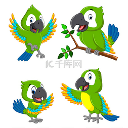 绿色鹦鹉的汇集以不同的表示