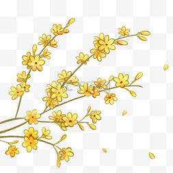 春季黄色迎春花