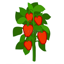 本土成熟的红甜椒与绿叶图标隔离