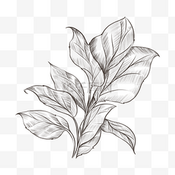 植物树叶素描风格简单复古装饰图