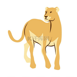 母狮的风格化插图白色背景的非洲