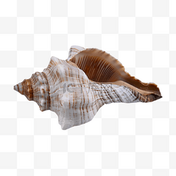 海螺动物配件海鲜