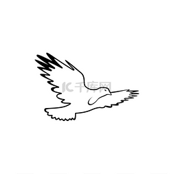 飞行中的鸟图片_在飞行中飞翔的老鹰孤立的鸟。