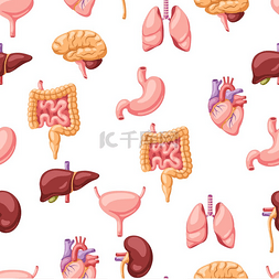 内脏无缝图案人体解剖学卫生保健