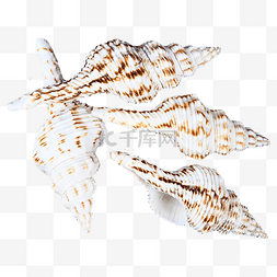 海洋生物图案图片_海鲜夏天外壳海螺