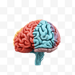 医学医疗人体器官组织大脑