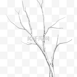 素描小树图片_素描树枝小树