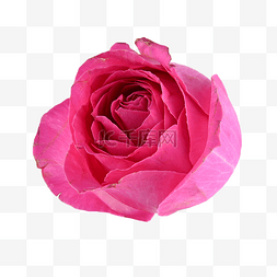 粉色玫瑰红色花卉叶子