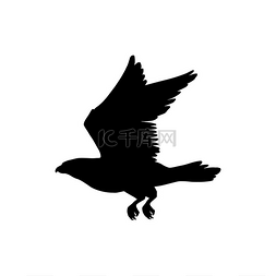 仰望星空的剪影图片_飞行中的秃鹰孤立的鸟剪影。