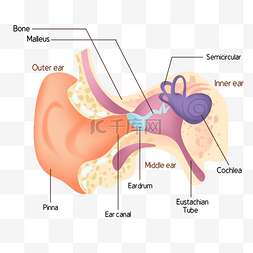 灵敏度高图片_插图人耳结构医学解剖教育彩色