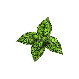 香料素描图片_绿色薄荷素描孤立的烹饪草本植物