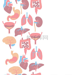 内脏无缝图案人体解剖学卫生保健