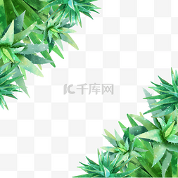 水彩植物芦荟装饰边框