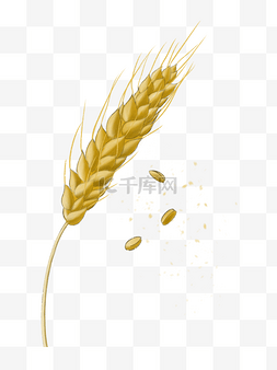 秋季农作物丰收图片_秋天丰收金色仿真小麦植物农作物