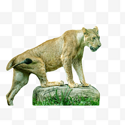 动物园一只美洲狮在石头上狩猎