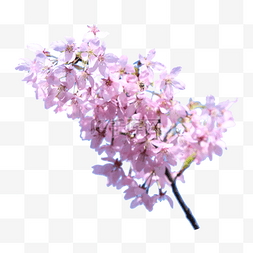 春季摄影粉色樱花