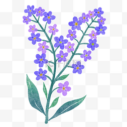 紫色的水彩图片_紫色的水彩晕染勿忘我花卉