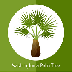 华盛顿旅游图片_华盛顿棕榈树。
