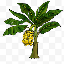 香蕉树