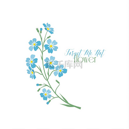 蓝色花朵植物图片_矢量蓝勿忘我花矢量插图蓝色花朵