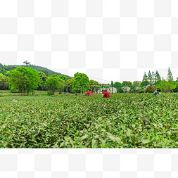 龙井茶园一角茶园采茶