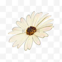松果菊鲜花花瓣植物摄影图
