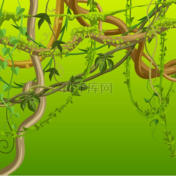 热带雨林棕榈图片_扭曲的野生藤本植物树枝背景。