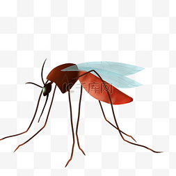 蚊子蚊虫害虫