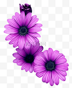 蓝紫色植物图片_紫色花朵蓝目菊绿化植物