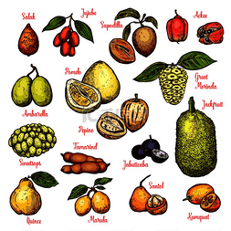马基图片_异国情调的热带水果素描。