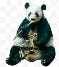 大熊猫动物园进食
