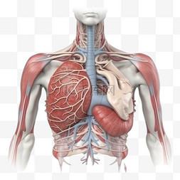 器官模型图片_医疗医学人体组织器官模型