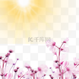 太阳花丛图片_阳光照射下的粉色花朵