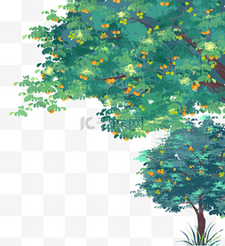 杏子杏树果树